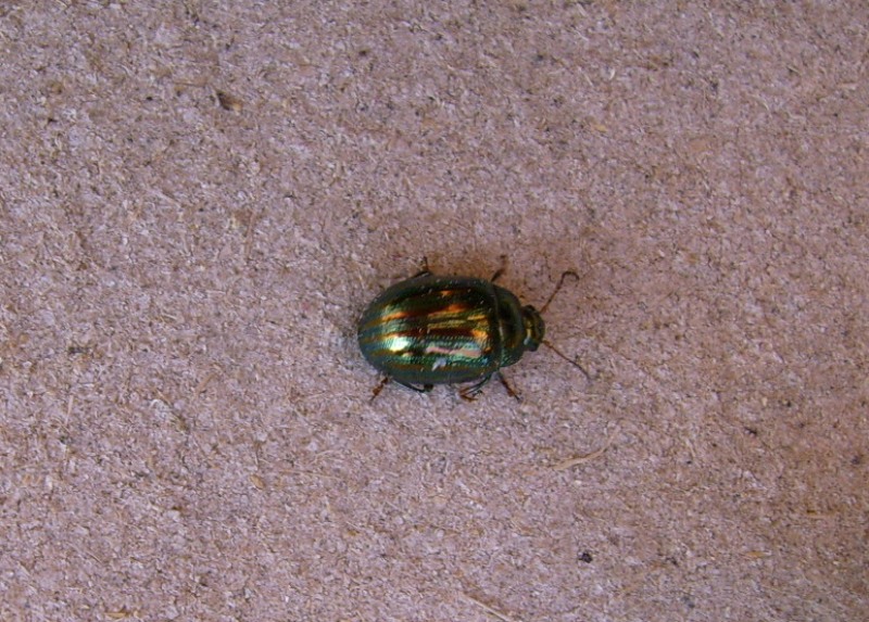 Chrysolina americana